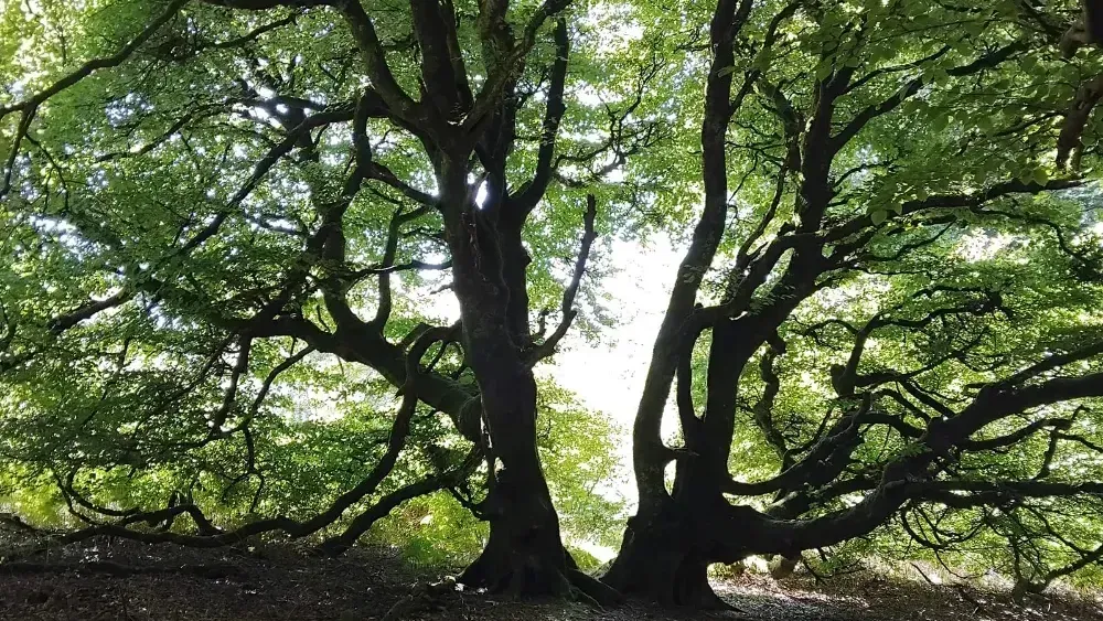 In Review · Carstramon Cleugh & Wood