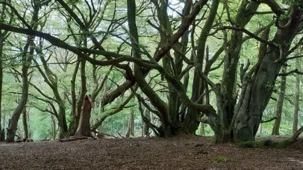 Carstramon Cleugh & Wood